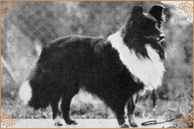 Uam Var of Houghton Hill, Crufts Winners