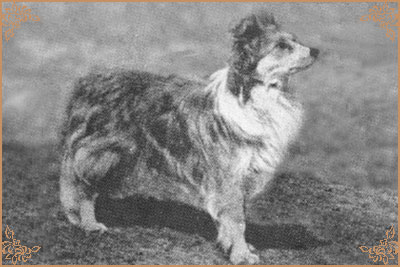 Walesby Select Walesby Select, Crufts Winners