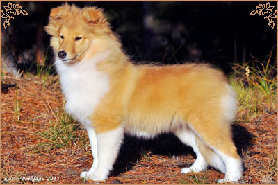 White Coastal Little Red Star