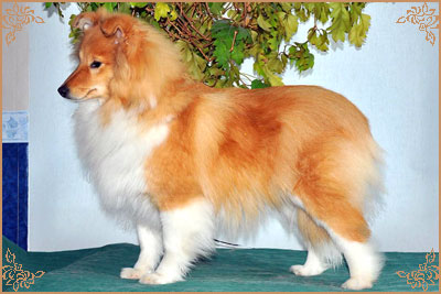 White Coastal Little Red Star