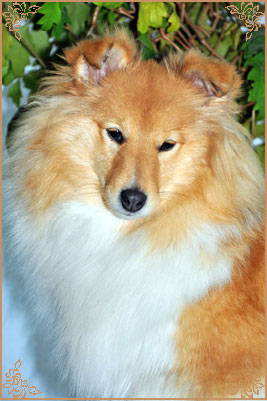 White Coastal Little Red Star