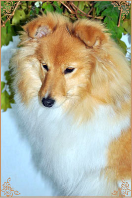 White Coastal Little Red Star