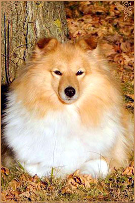 White Coastal Little Red Star