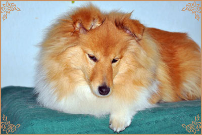 White Coastal Little Red Star