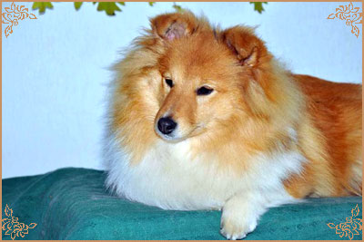 White Coastal Little Red Star