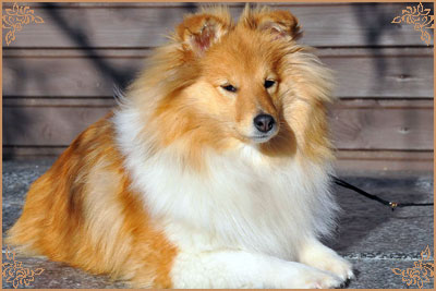 White Coastal Little Red Star