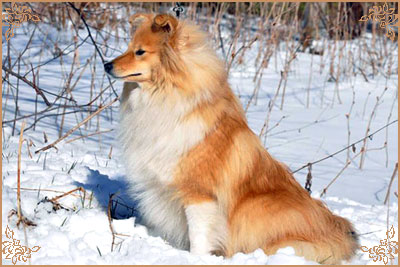 White Coastal Little Red Star