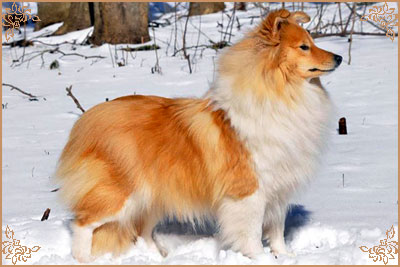 White Coastal Little Red Star