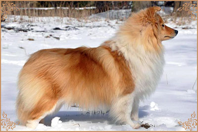 White Coastal Little Red Star