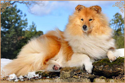 White Coastal Little Red Star