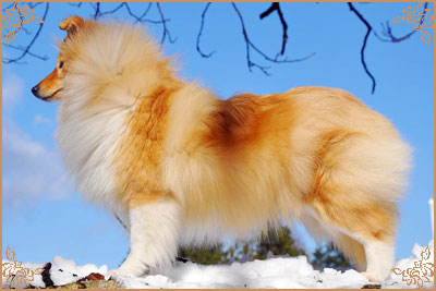 White Coastal Little Red Star