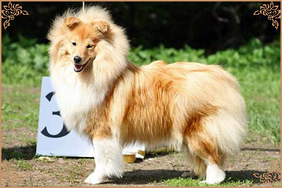 White Coastal Little Red Star