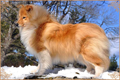 White Coastal Little Red Star