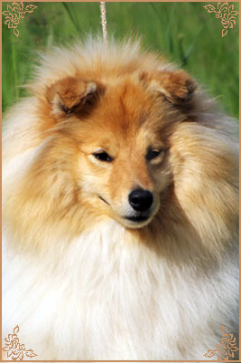 White Coastal Little Red Star