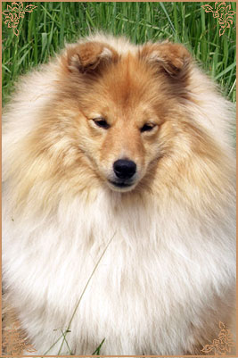 White Coastal Little Red Star