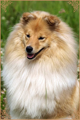 White Coastal Little Red Star