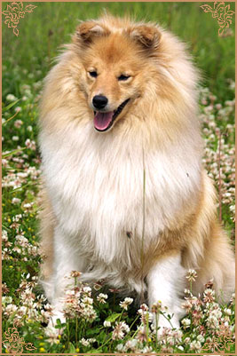 White Coastal Little Red Star