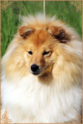 White Coastal Little Red Star