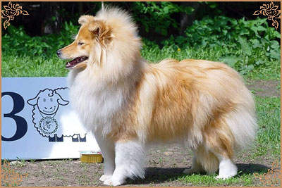 White Coastal Little Red Star