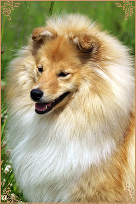 White Coastal Little Red Star