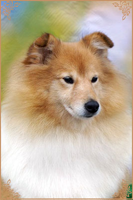 White Coastal Little Red Star