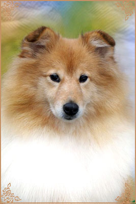 White Coastal Little Red Star