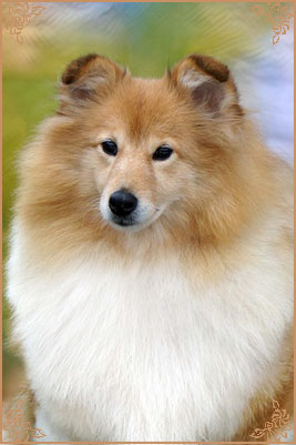 White Coastal Little Red Star