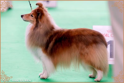 Windcrest On The Move, Crufts Winners