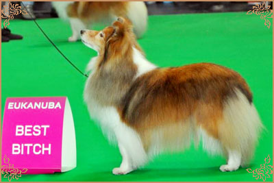 Windcrest On The Move, Crufts Winners