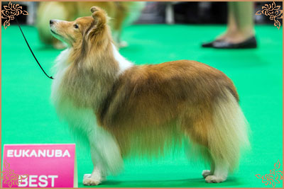 Windcrest On The Move, Crufts Winners