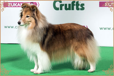 Windcrest On The Move, Crufts Winners