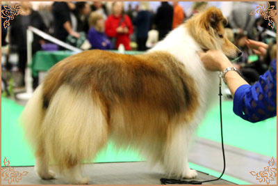 Windcrest On The Move, Crufts Winners