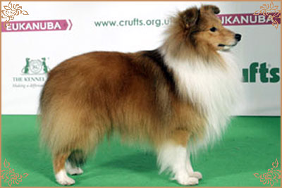 Windcrest Stylish Move, Crufts Winners