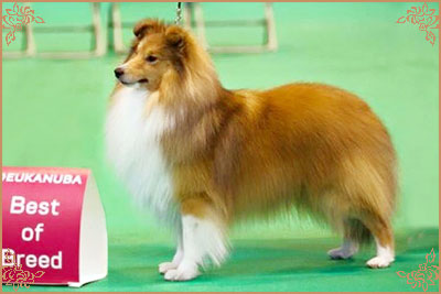 Windcrest Stylish Move, Crufts Winners