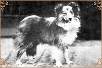 Winstonian Pixie Winstonian Pixie, Crufts Winners